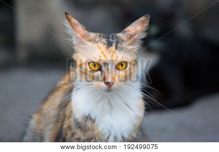 Orange eyes of orange cat,Portrait of cat