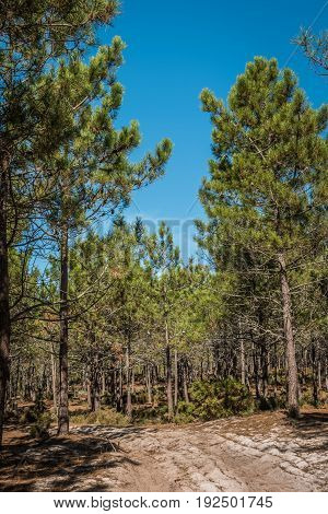 Spring landscape in the pine forest during the day