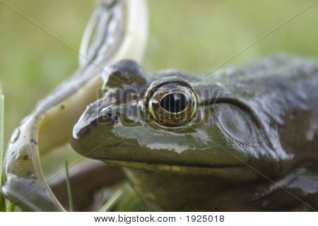 Kurbağa yakın çekim