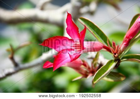 Closeup Red Azalea flowers with green Leaves