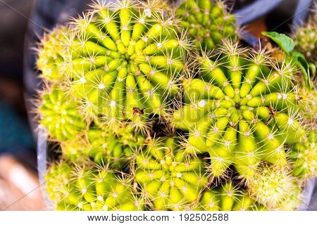 Closeup green Cactus flower in top view