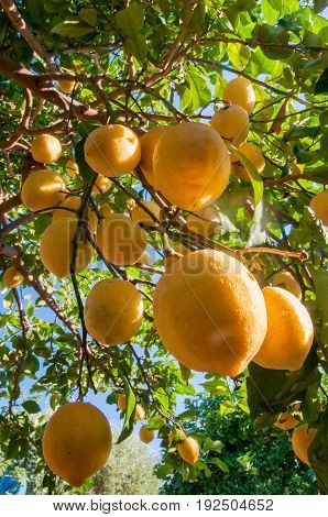 Lemons On Tree