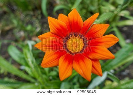 Garzania Flower In Bloom In The Garden In Spring