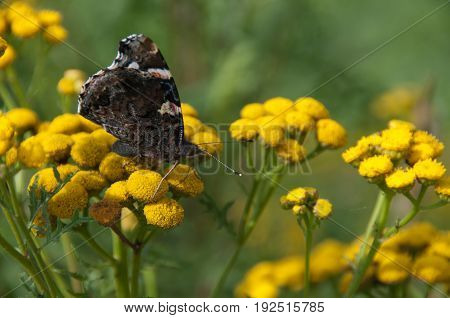 Close-up of an Anartia amathea, somewhere in the south of the Dutch provence of Zeeland.
