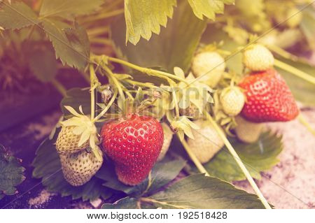 Close-up of ripe and unripe strawberry in the garden. Strawberry fruit grows in the plantation. Strawberries ripening in garden. Fresh strawberries that are rown in greenhouses