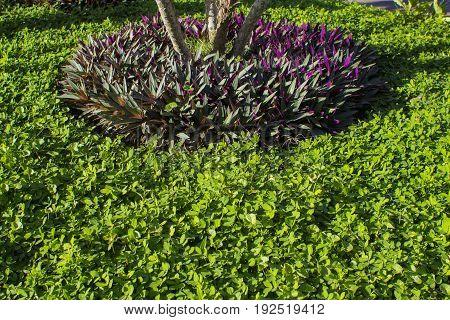 Rhoeo spathacea / Tropical plant  foliage plants of Southeast Asia