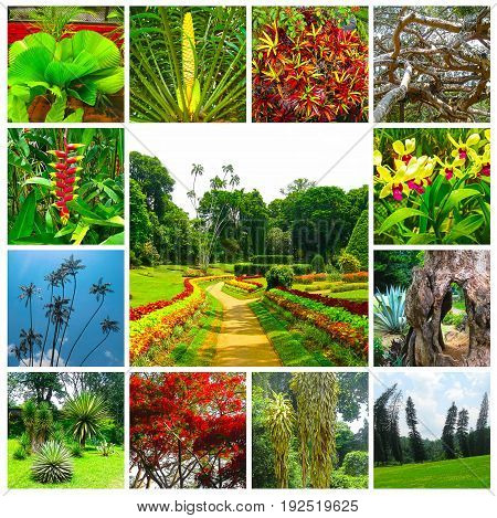Royal Botanical garden Peradeniya at Sri Lanka. Collage