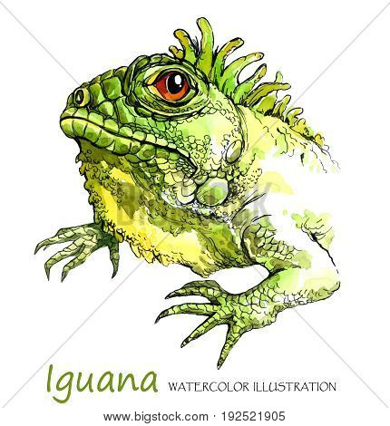 Watercolor Iguana on the white background. Exotic animal. Wildlife art illustration. Can be printed on T-shirts, bags, posters, invitations, cards, phone cases, pillows. Place for your text.