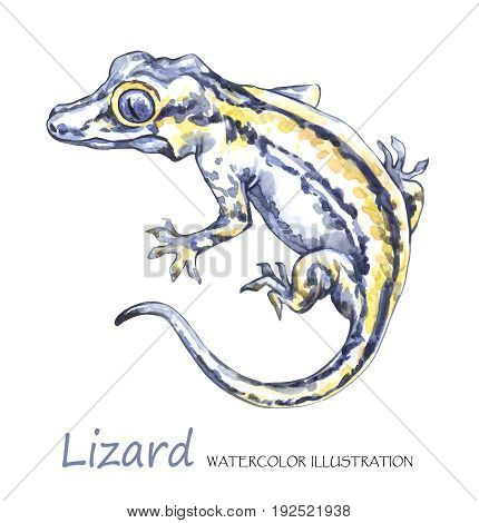 Watercolor Lizard on the white background. Exotic animal. Wildlife art illustration. Can be printed on T-shirts, bags, posters, invitations, cards, phone cases, pillows. Place for your text.