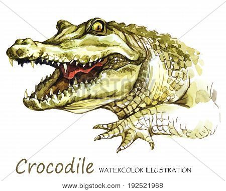 Watercolor Crocodile on the white background. African animal. Wildlife art illustration. Can be printed on T-shirts, bags, posters, invitations, cards, phone cases, pillows. Place for your text.