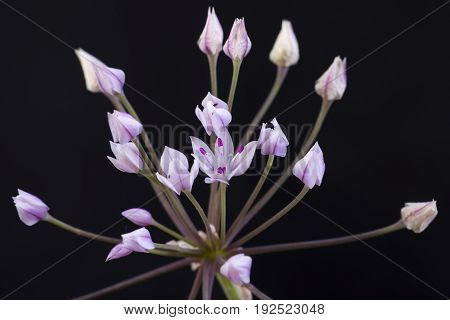 Closeup detail of Allium praecox wild onion flower cluster on black background