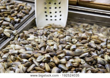 Clams - Class: Bivalvia - Seafood in Fresh Food Market - Catania Italy