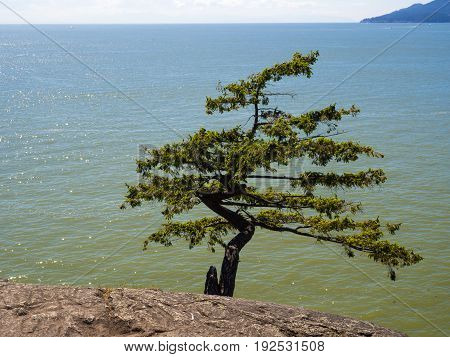 Bonzai tree and rocks with ocean view.