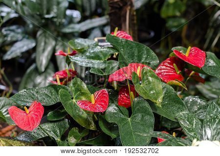 Red anthurium with water drops after watering