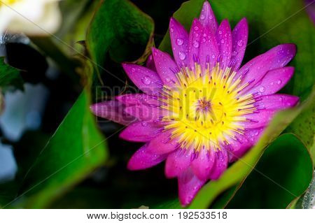 closeup water drop on colorful purple lotus