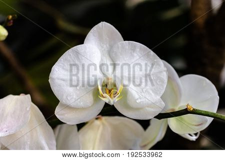 Beautiful and colorful orchid flowers in the garden