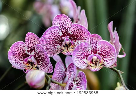 Beautiful and colorful orchid flowers in the garden
