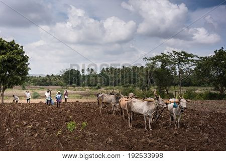 South Karnataka India - October 26 2013: Three buffalo-couples plowing each with only one ploughshare. Their handlers and other workers present. Brown dirt green vegetation in back. Gray cloudscape with white clouds.