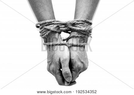 victim slave prosoner male hands tied by big rope isolated on the white background. People have no freedom concept image.