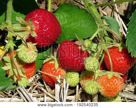 Strawberry branch on field in Markham Canada June 24 2017