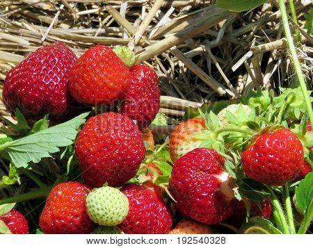 The strawberry branchs on field in Markham Canada June 24 2017