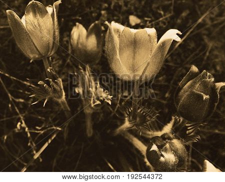 Pasque flower. Monochrome. Floral background. Pasque flower background. Natural background.