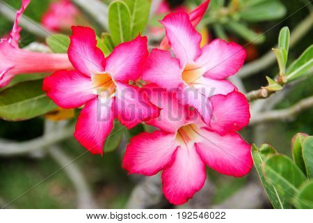 Pink desert rose flower in the pant