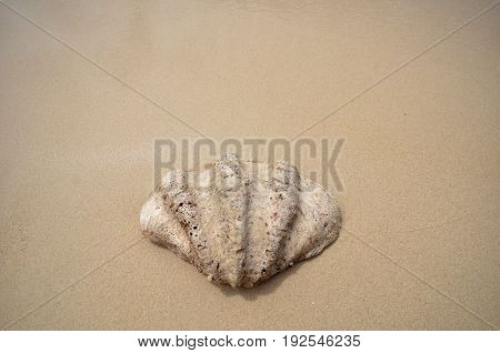 Shell On The Beach