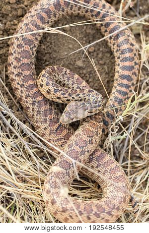 Pacific Gopher Snake (Pituophis catenifer catenifer) Adult in defensive posture. Santa Clara County, California, USA.