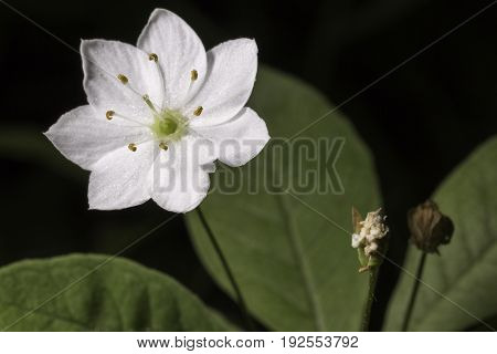 A Arctic Starflower Close Up macro image.