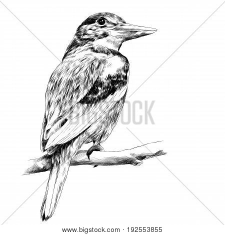 Alcyone bird sitting on a branch sketch vector graphics black and white drawing