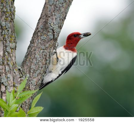 Červená Žluna (2)