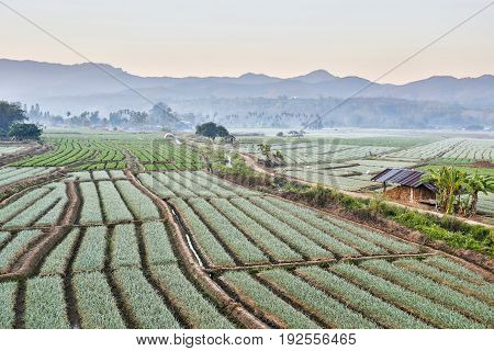 Shallots field with mountain background, North Thailand.