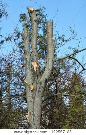 Very bad tree pruning. Common Pruning Mistake. Cutting tree branches.