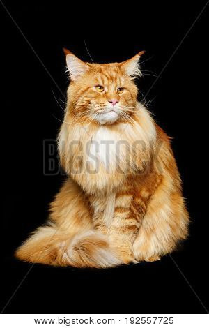 beautiful big maine coon cat. Copy space. Studio shot on black background.