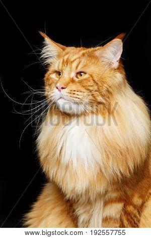 beautiful big maine coon cat. Copy space. Studio shot on black background.