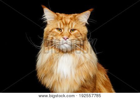 beautiful big maine coon cat. Copy space. Studio shot on black background.