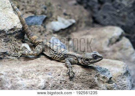 Beautiful Painted Dragon Reptile Stellagama Stellio Brachydactyla On Rock
