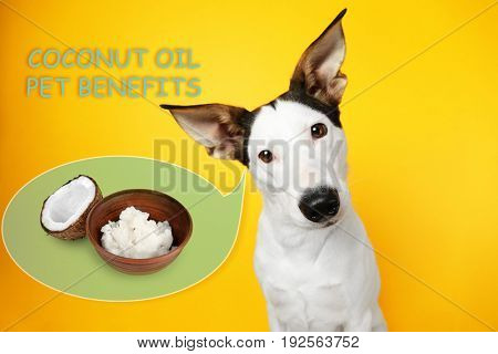 Pet care concept. Dog and bowl of coconut oil on color background