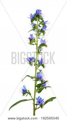 Viper's Bugloss Flower