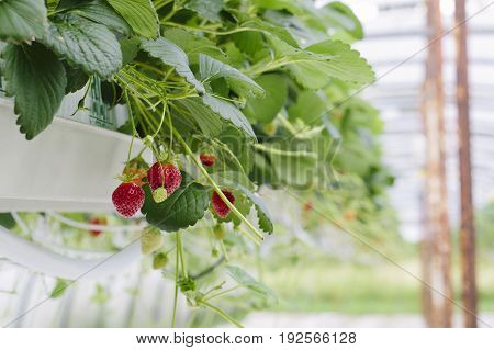 Greenhouse soilless cultivation of strawberries with focus on foreground
