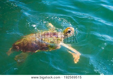 Sea Turtle, coming up to the top for food.