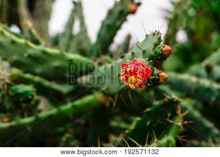 a barbary fig starting to blossom his beautiful flower