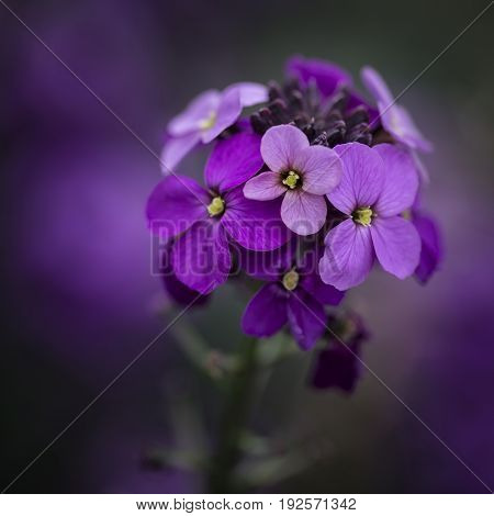 Stunning Purple Spring Flowers With Shallow Depth Of Field