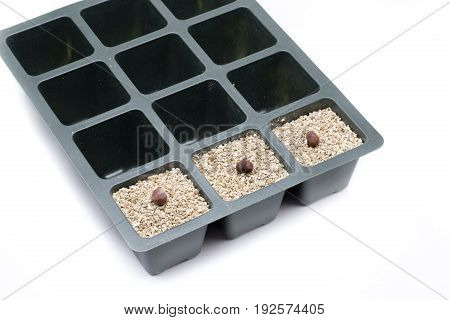 Baobab Seed Typical Tree Of Madagascar And Africa