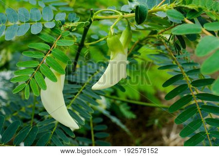 White agasta flower on tree for cooking food
