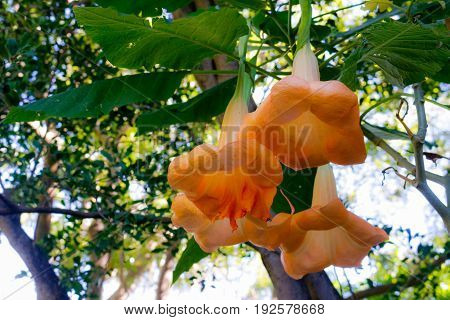 Orange flowers outstanding from the branch seem to be bells