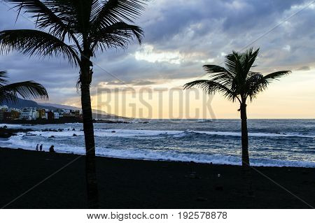 palm silhouette in a beautiful tropical beach