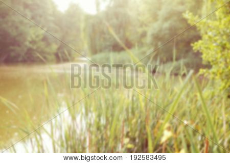 fresh summer green grass in sunlight; sunny pond and forest blurred background