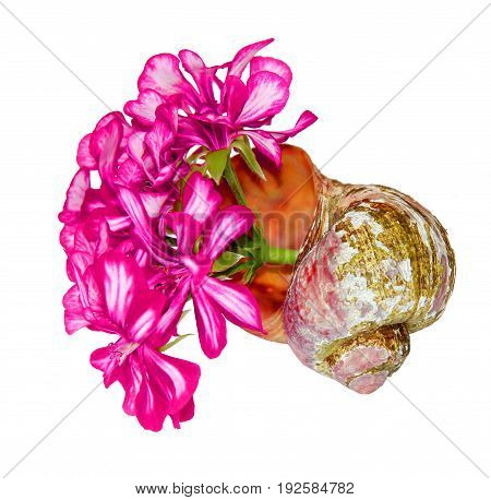 Bouquet Of Geranium Flower And Leaves  In An Old Shabby Shell Isolated Against A White Background